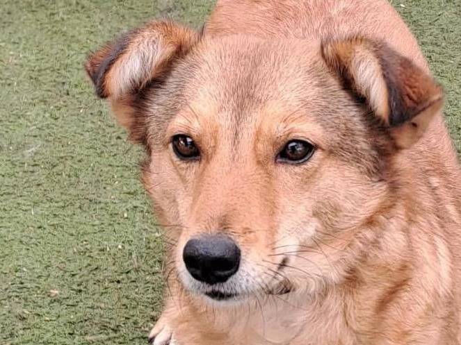 Adozione cane, femmina, meticcio, 3 anni e 6 mesi, taglia media contenuta, Crotone