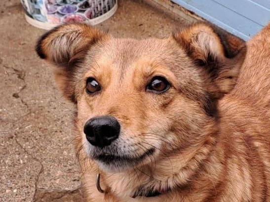 Adotta un cane, femmina, 3 anni e 6 mesi, Crotone