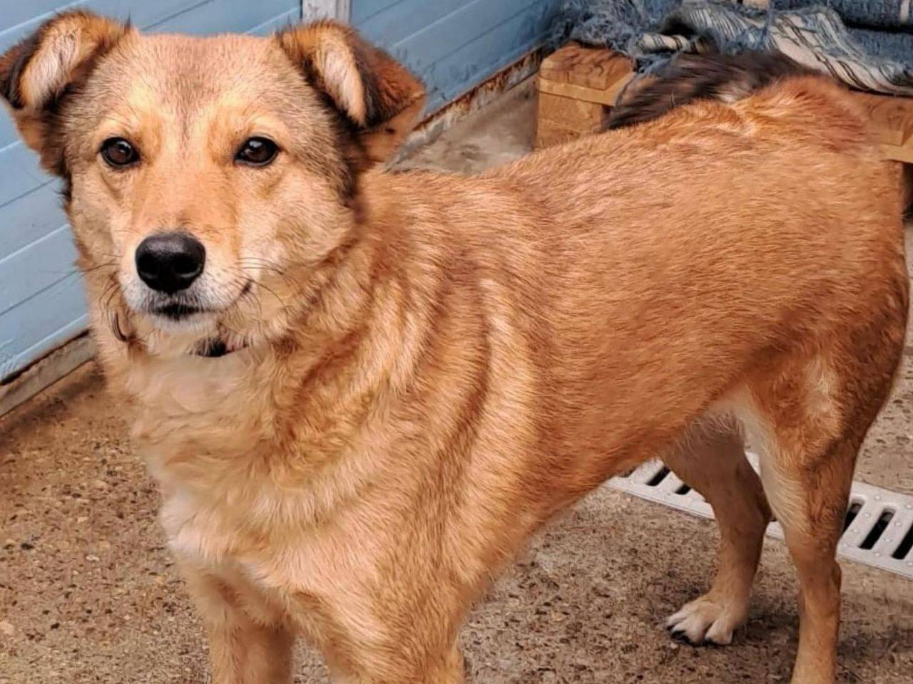 Adotta un cane, taglia media contenuta, femmina, Crotone