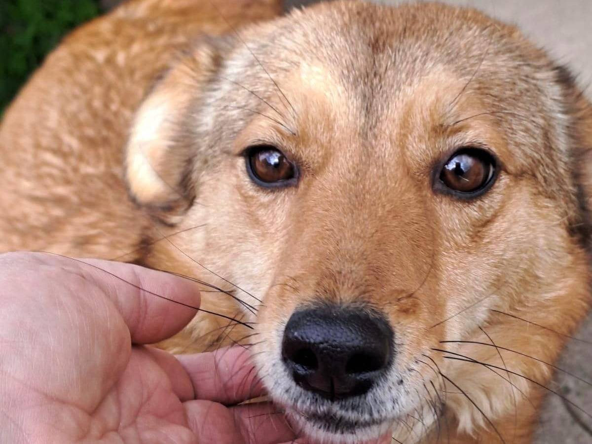 Vuoi adottare un cane a Crotone?