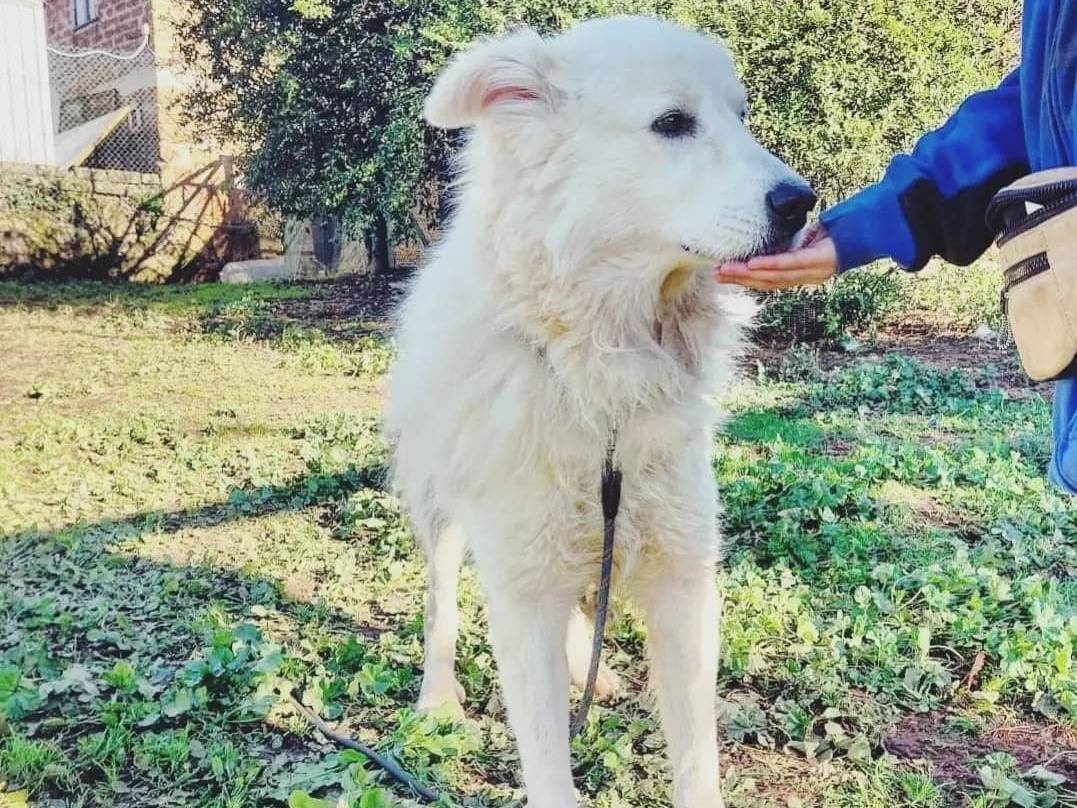 Vuoi adottare un cane a Viterbo?