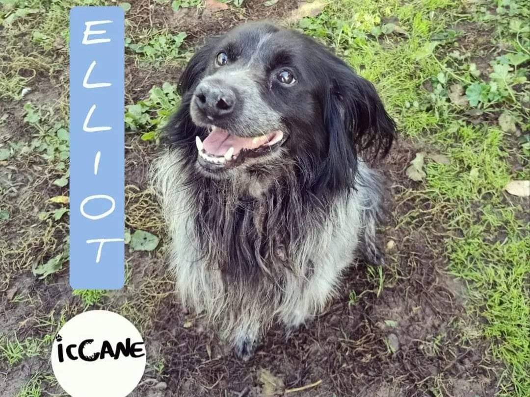 Adozione cane, maschio, meticcio, 9 anni  e 9 mesi , taglia media contenuta, Viterbo