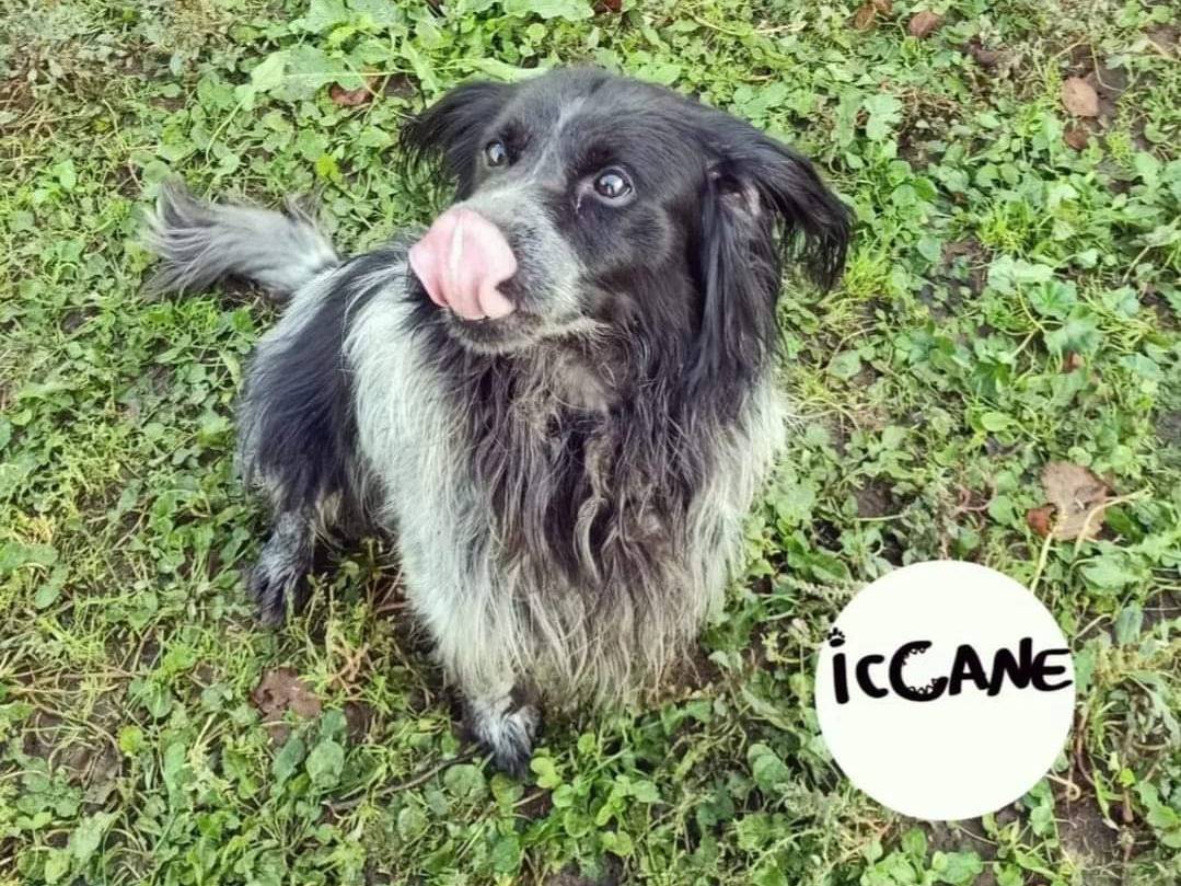 Adotta un cane, maschio, 9 anni  e 9 mesi , Viterbo