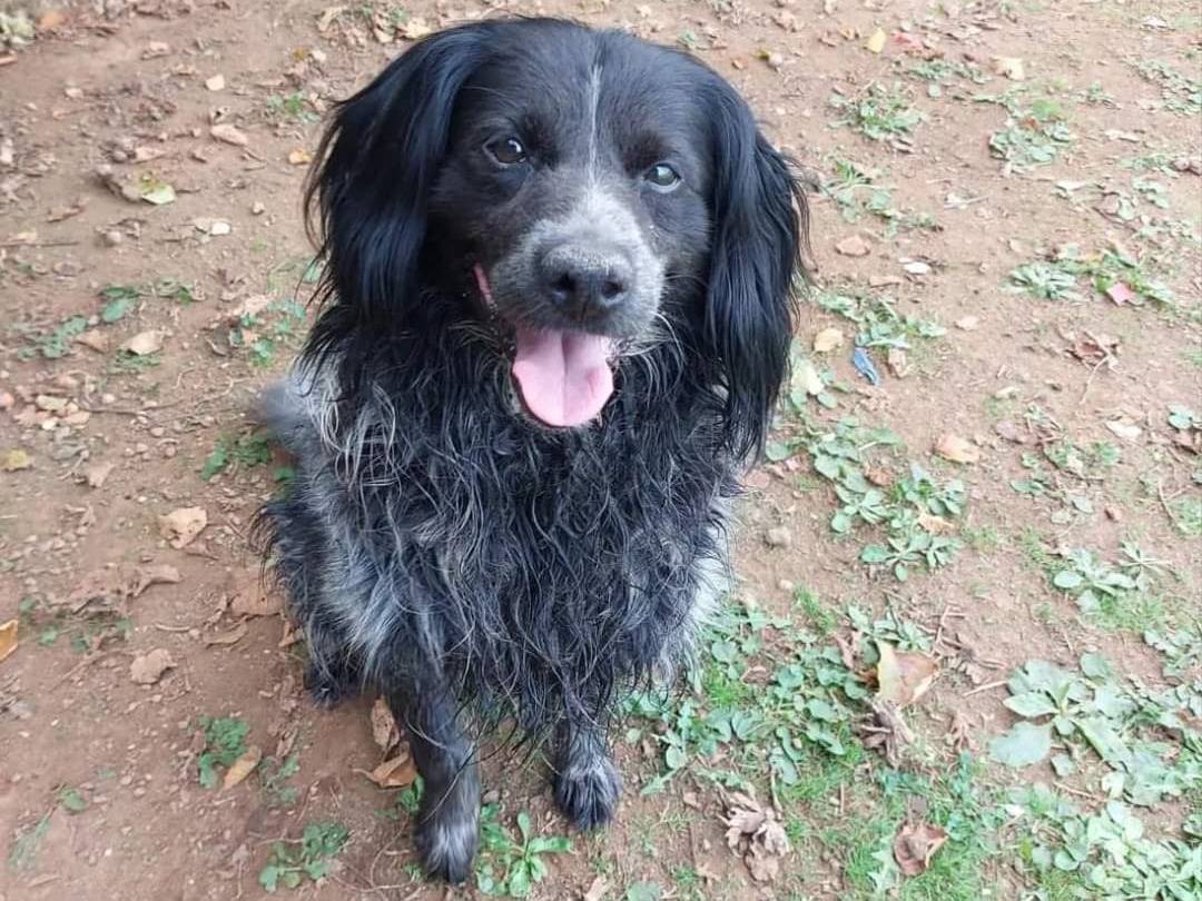 Adotta un cane, taglia media contenuta, maschio, Viterbo