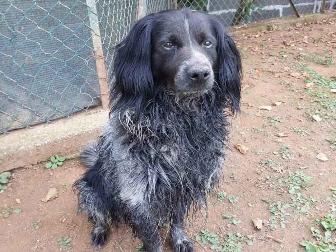 Vuoi adottare un cane a Viterbo?