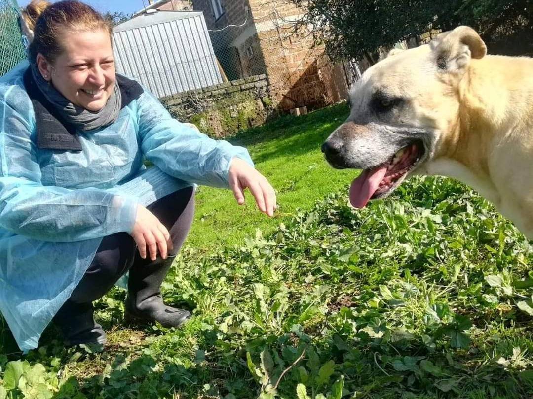 Adotta un cane, femmina, 9 anni  e 9 mesi , Viterbo