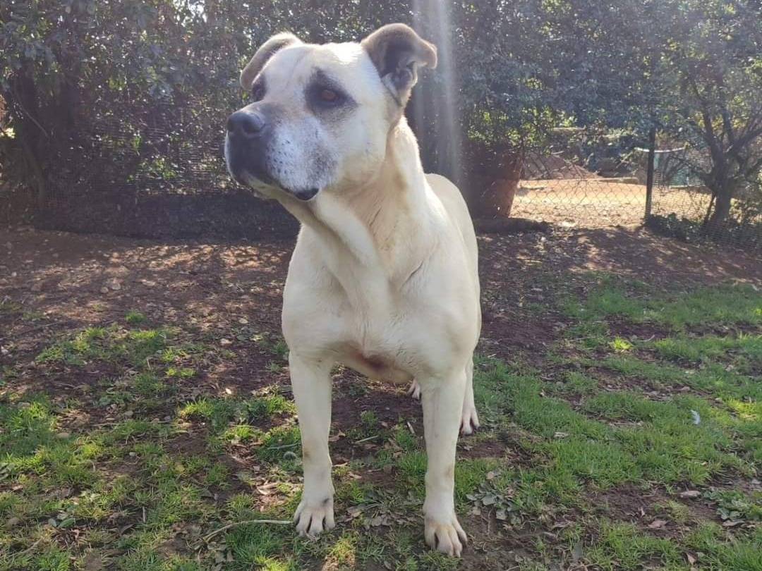 Adotta un cane, taglia media, femmina, Viterbo