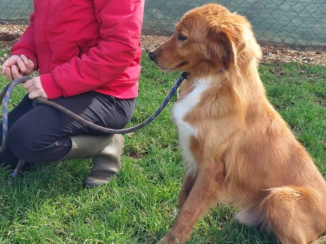 Adotta un cane, maschio, 5 anni  e 8 mesi , Viterbo