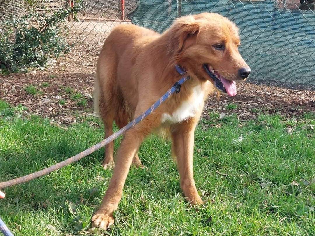 Adotta un cane, taglia media, maschio, Viterbo