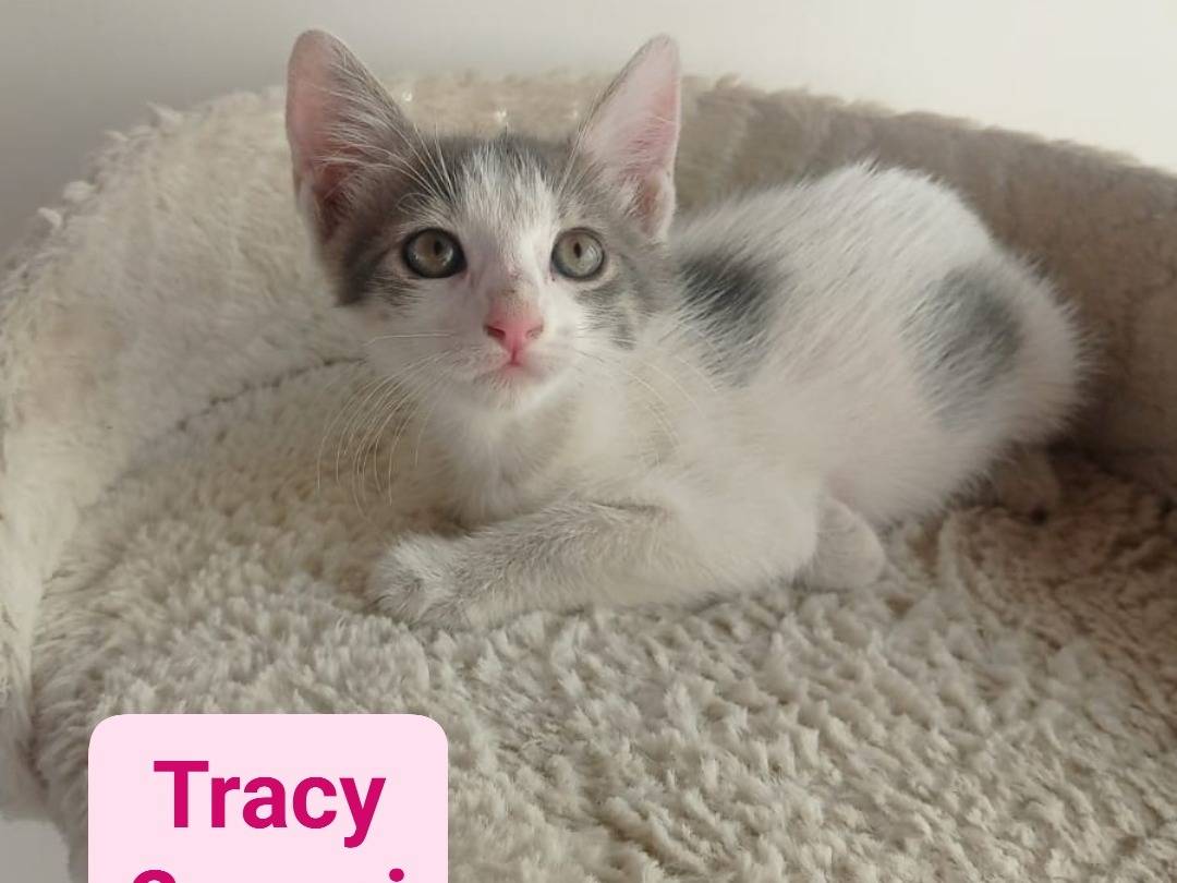 Adozione gatto, femmina, meticcio, 1 anno e 10 mesi, taglia non valida, Bari