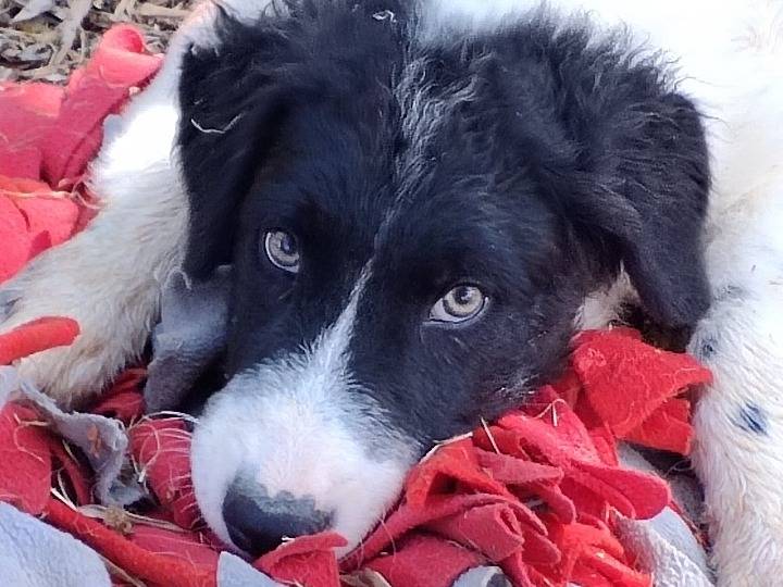 Foto dell'animale