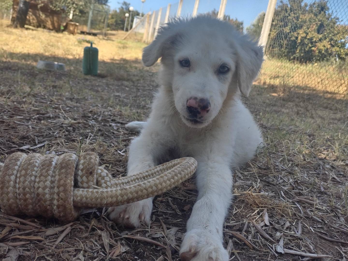 Vuoi adottare un cane a Viterbo?