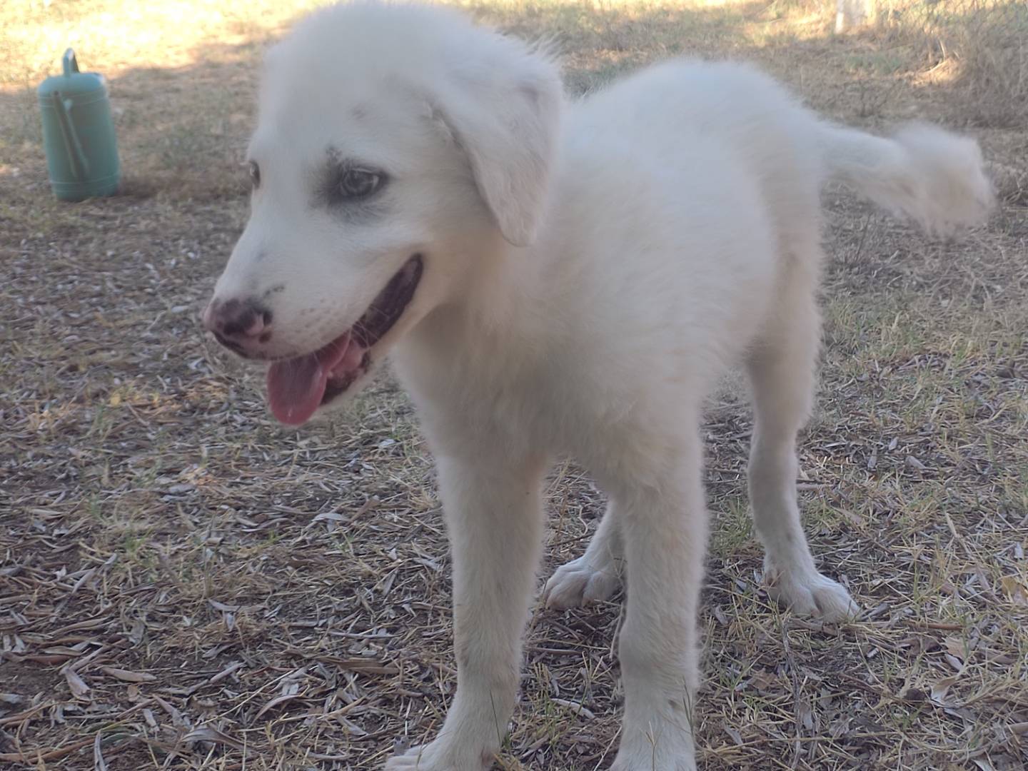Adotta il cane Jack a Viterbo