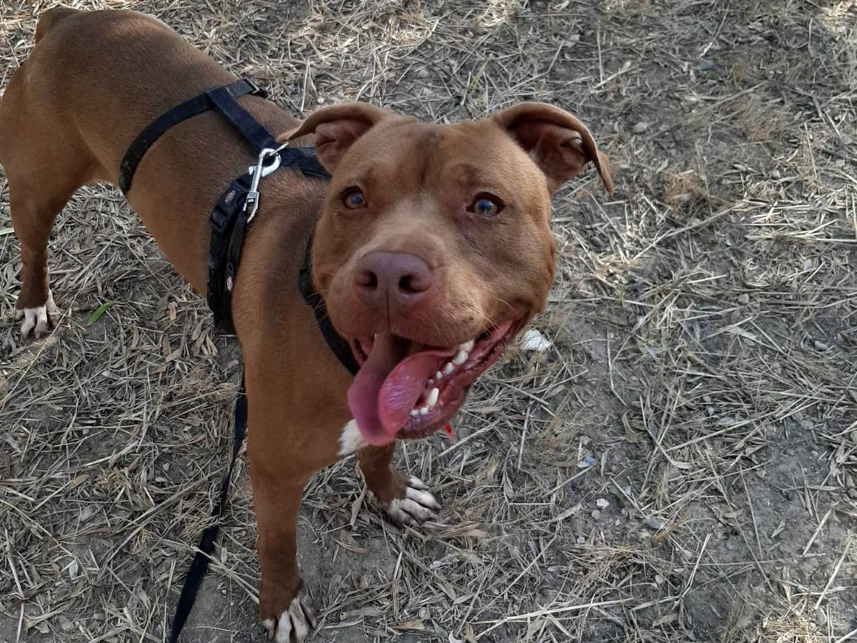 Adotta un cane, femmina, 3 anni  e 7 mesi , Barletta