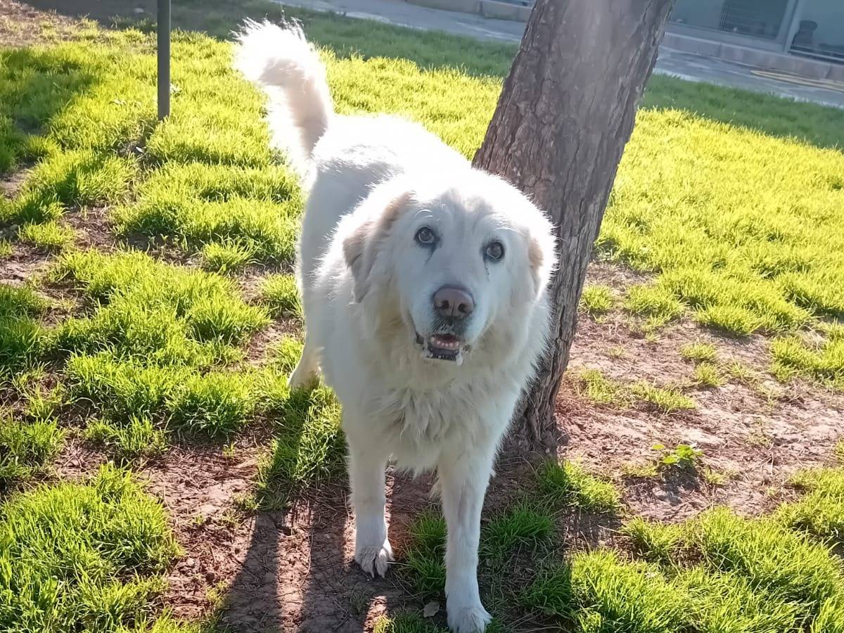 Vuoi adottare un cane a Barletta?