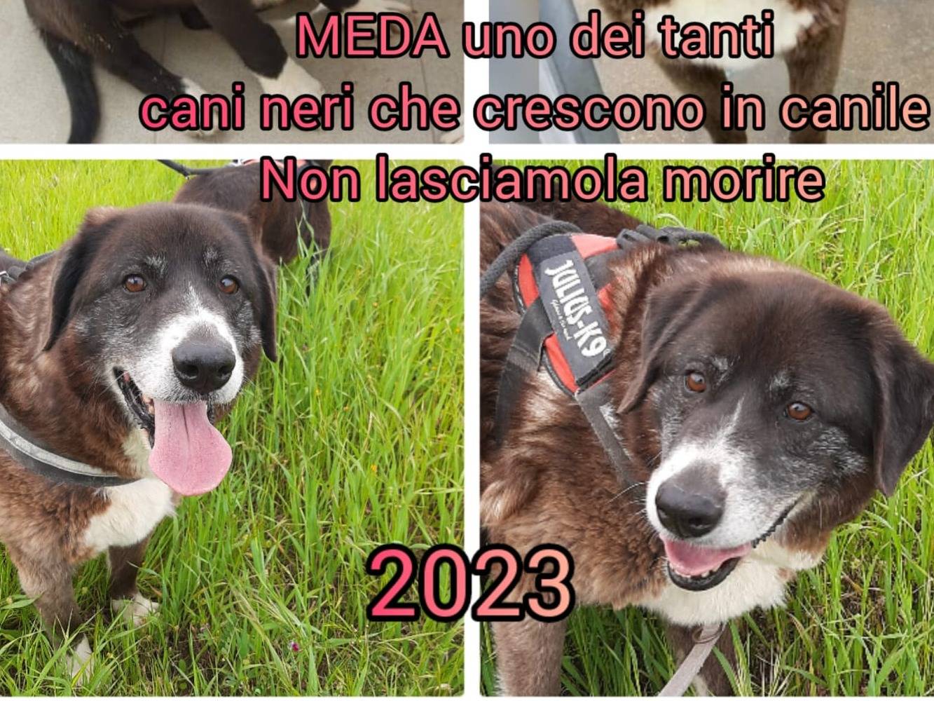 Foto 1 dell'animale