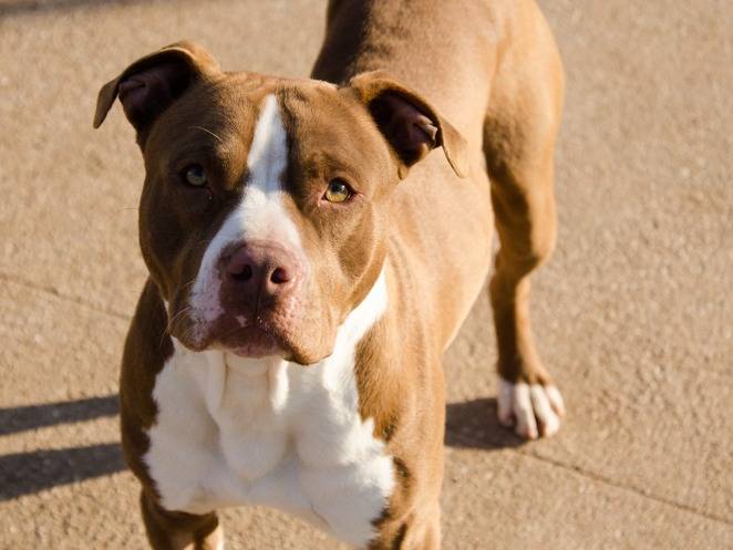 Adotta un cane, maschio, 4 anni  e 4 mesi , Verona