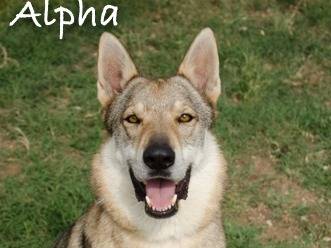 Adotta un cane, maschio, 8 anni  e 4 mesi , Verona