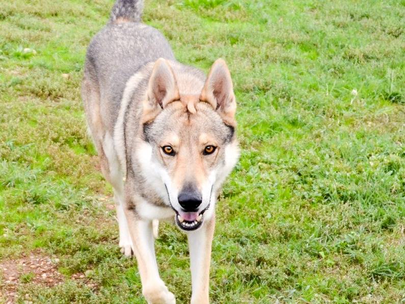 Adotta un cane, taglia grande, maschio, Verona