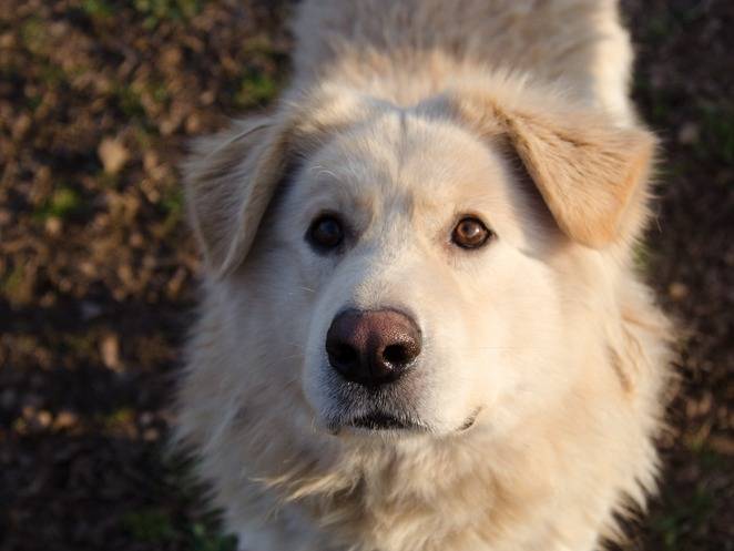 Adotta un cane, maschio, 8 anni , Verona