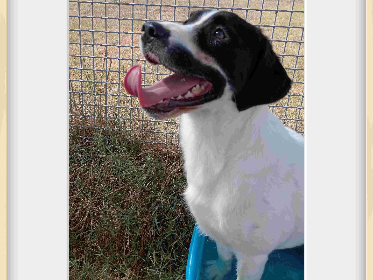 Adozione cane, maschio, Beagle , 1 anno e 10 mesi , taglia media contenuta, Latina