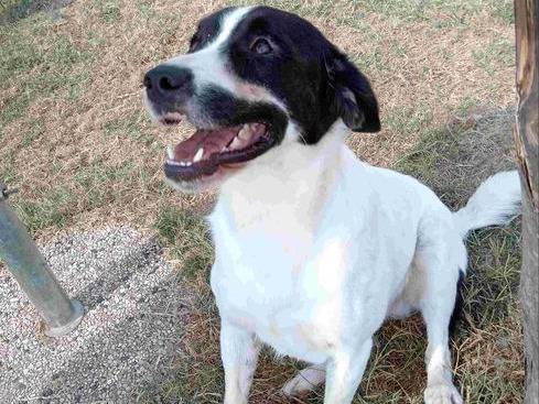 Adotta un cane, maschio, 1 anno e 10 mesi , Latina