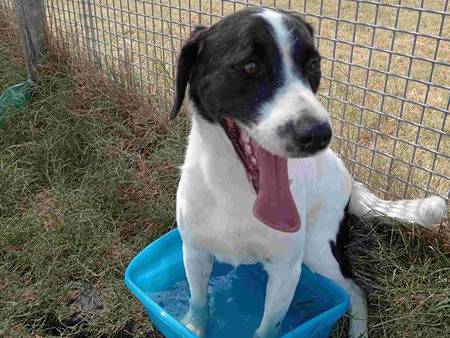 Adotta un cane, taglia media contenuta, maschio, Latina