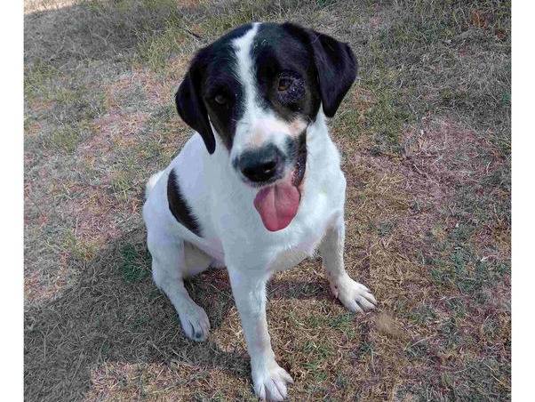 Adotta il cane Antony a Latina
