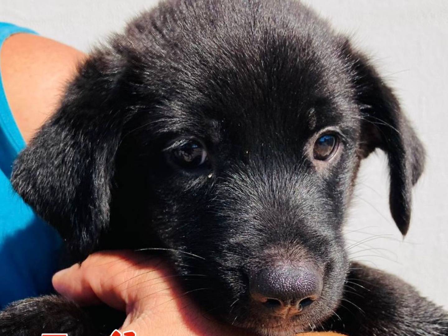 Adozione cane, femmina, meticcio, 1 anno e 5 mesi, taglia media, Crotone