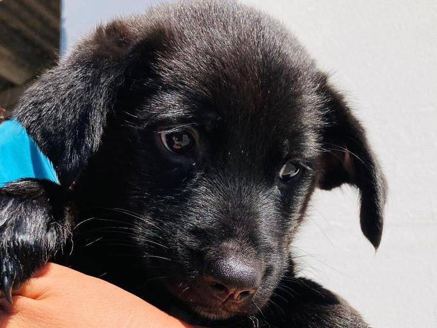 Adotta un cane, femmina, 1 anno e 5 mesi, Crotone