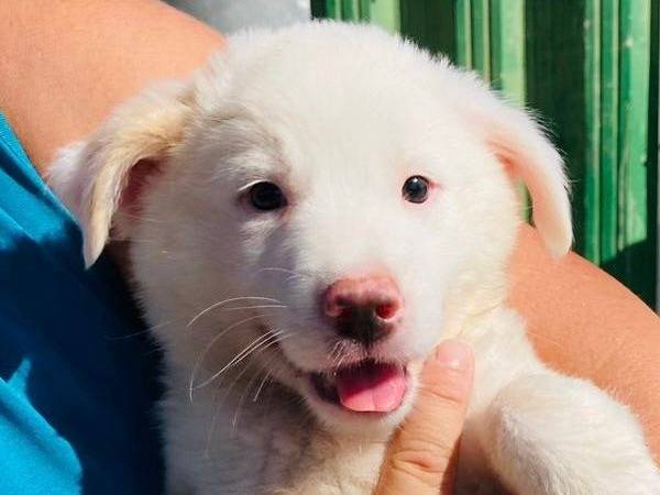 Adotta un cane, femmina, 1 anno e 5 mesi, Crotone