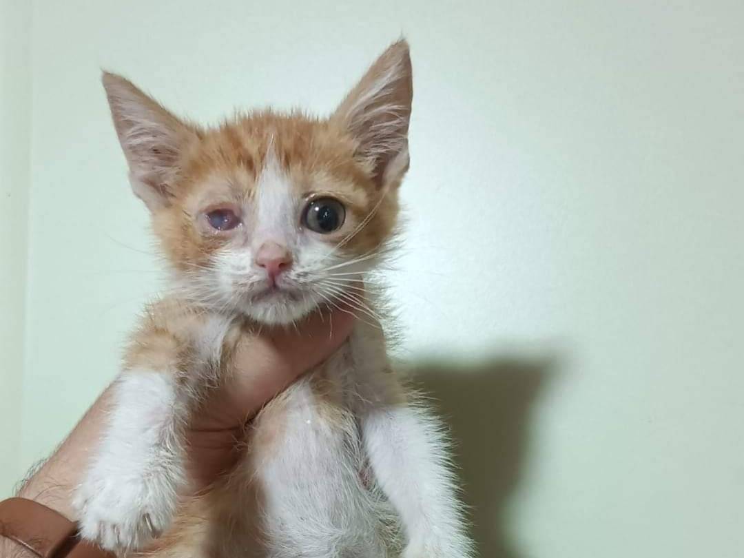 Adotta un gatto, maschio, 4 mesi, Taranto