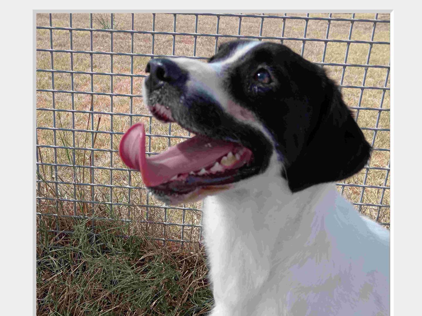 Adozione cane, maschio, Beagle , 2 anni e 3 mesi, taglia media contenuta, Latina