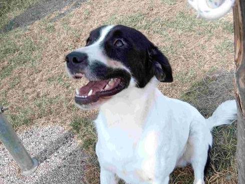 Adotta un cane, maschio, 2 anni e 3 mesi, Latina