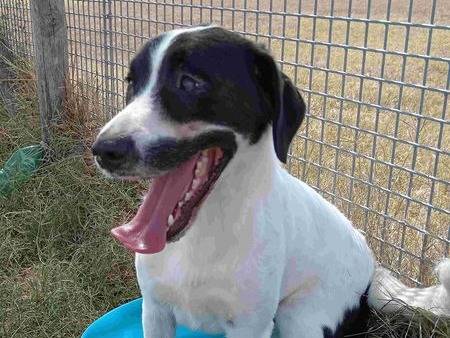 Adotta il cane ANTONY a Latina