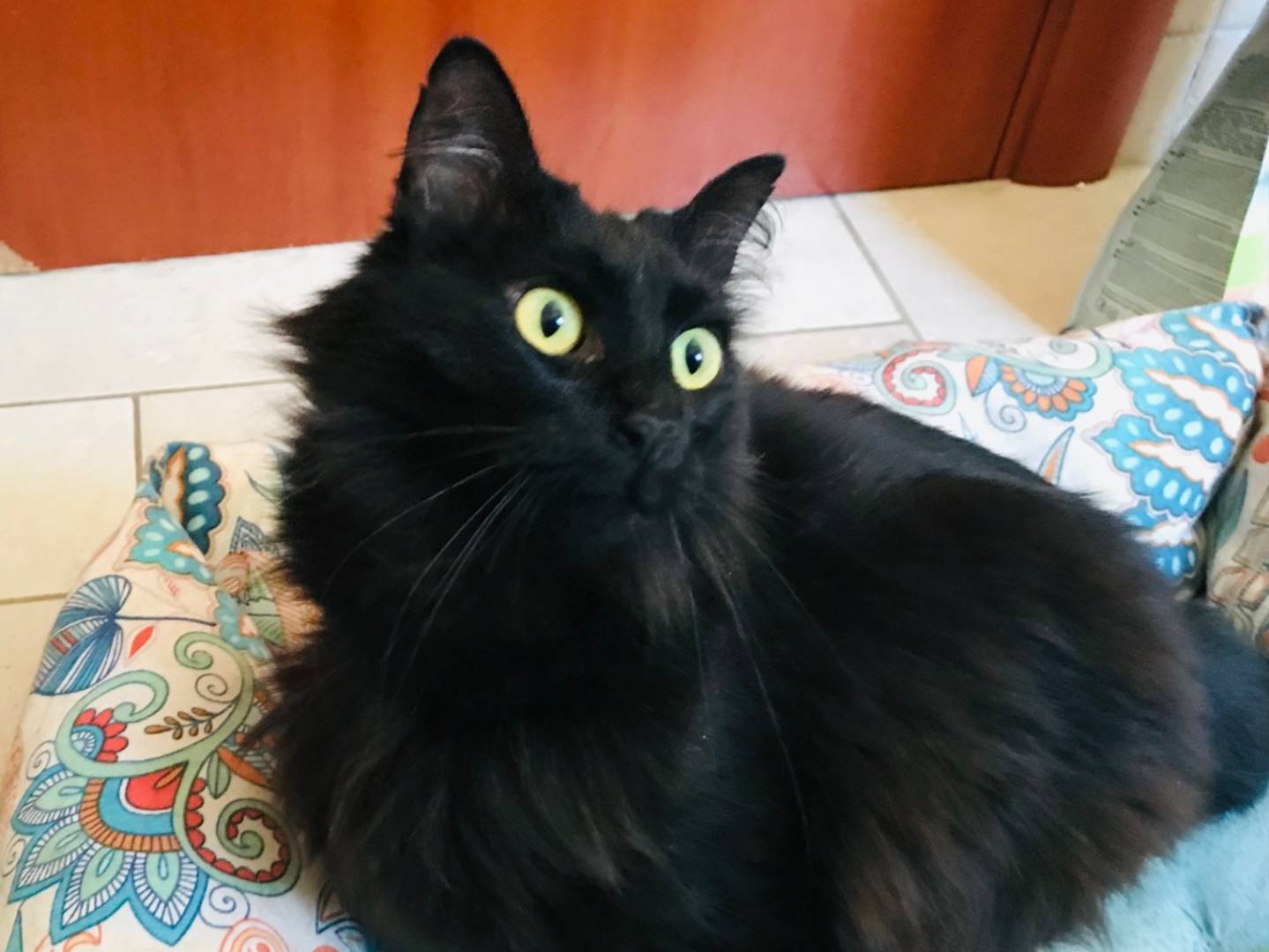 Foto dell'animale