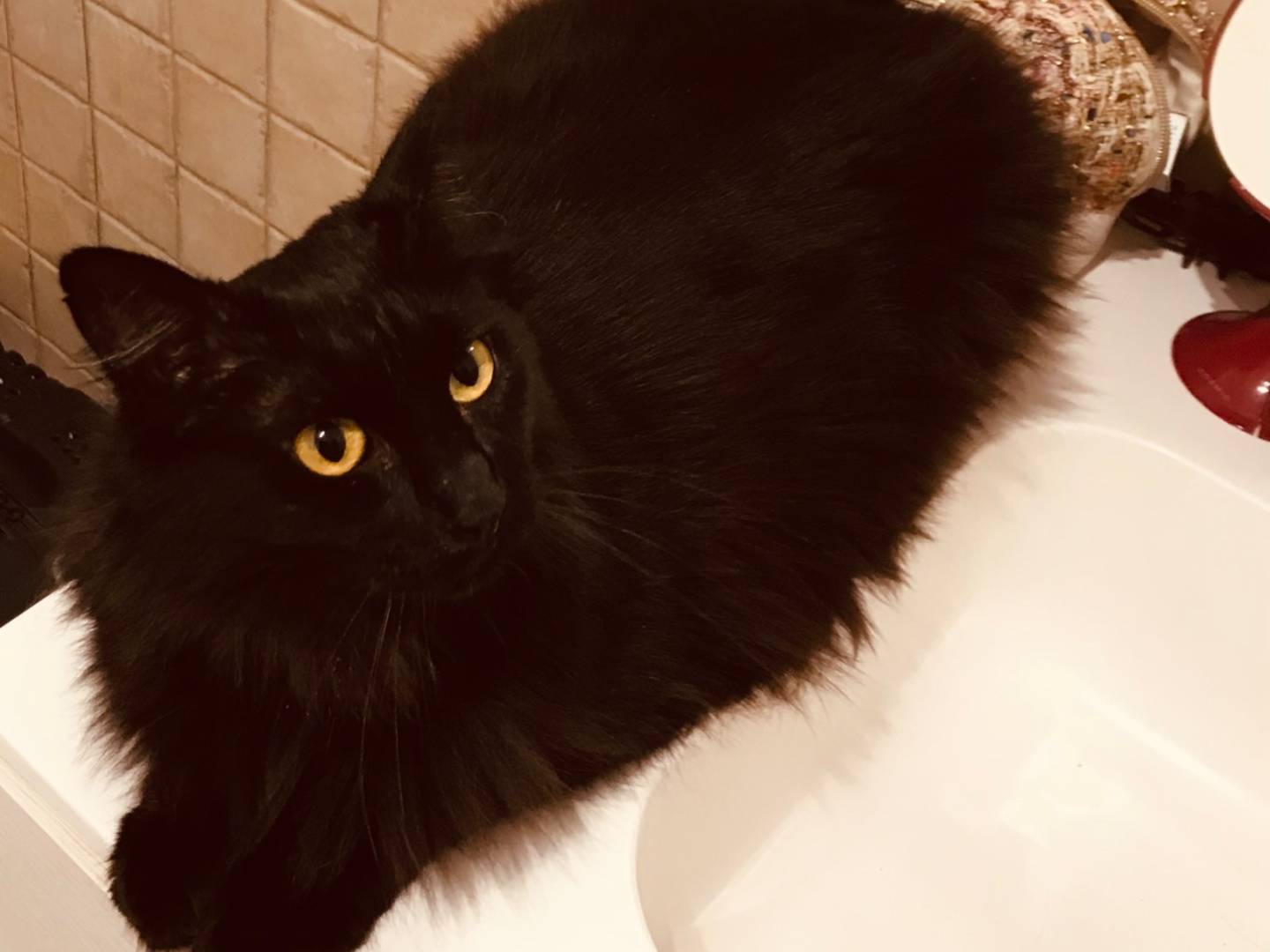 Adotta un gatto, taglia non valida, femmina, Como