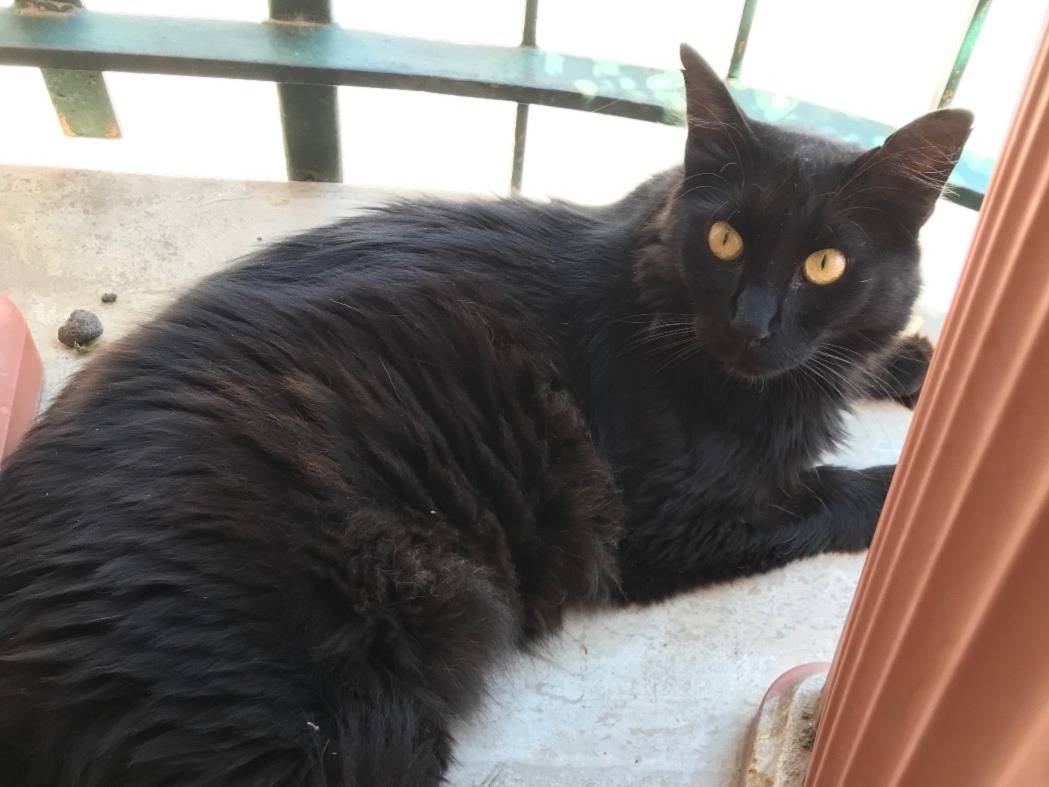 Adotta il gatto Morgana a Como