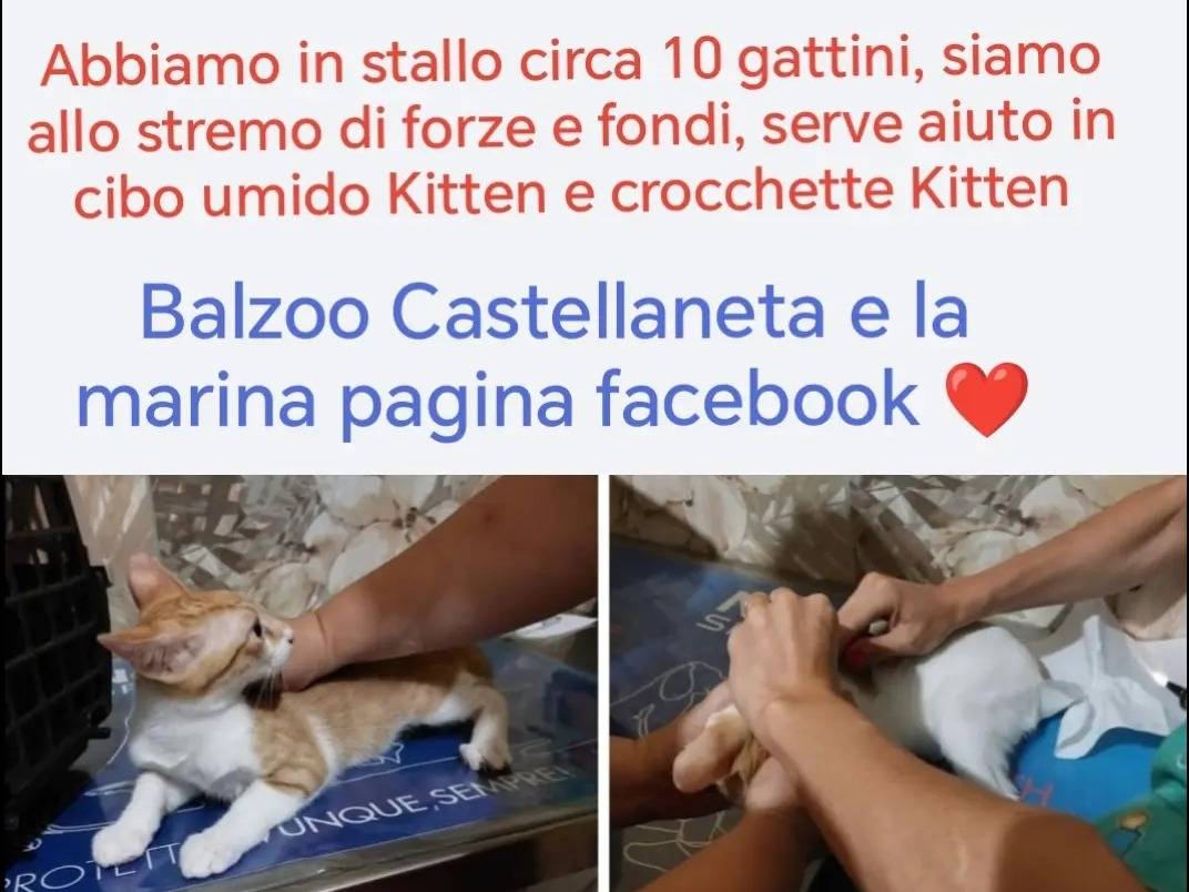 Foto dell'animale