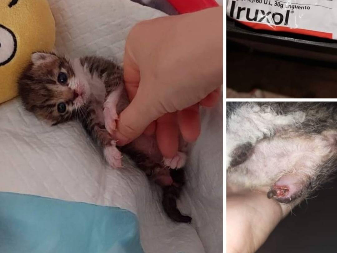Adotta un gatto, maschio, 1 anno, Taranto