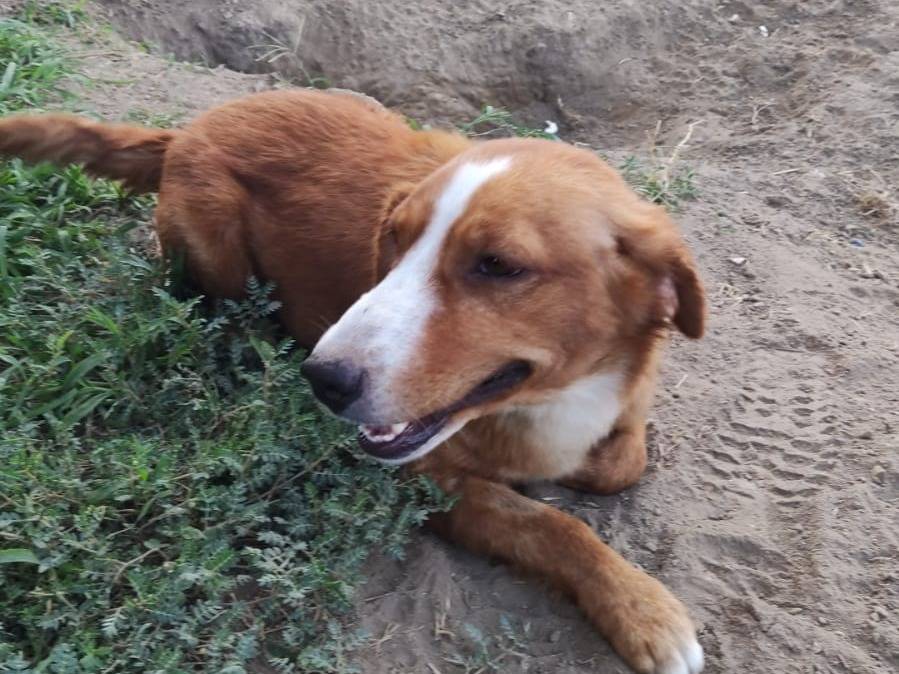 Adotta un cane, taglia media contenuta, maschio, Napoli