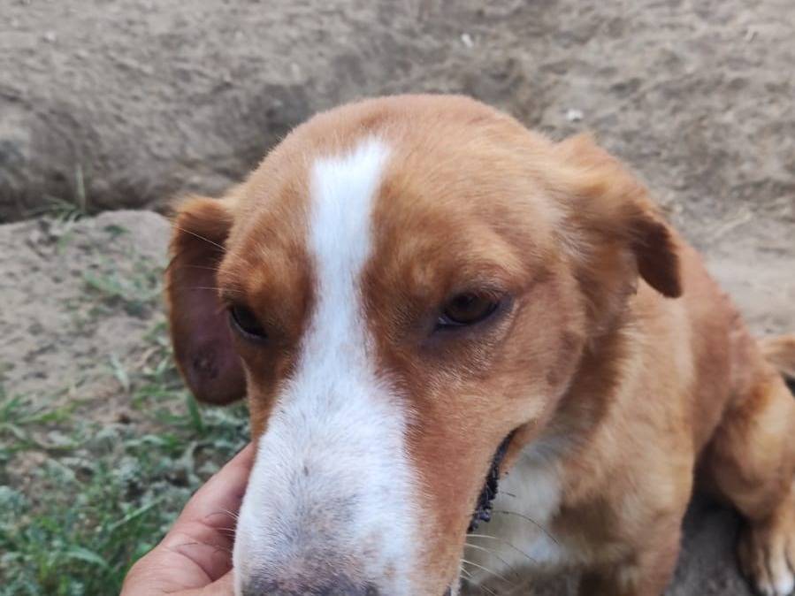Adotta un cane, maschio, 2 anni  e 2 mesi , Napoli