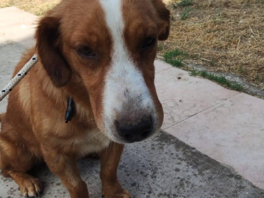 Vuoi adottare un cane a Napoli?