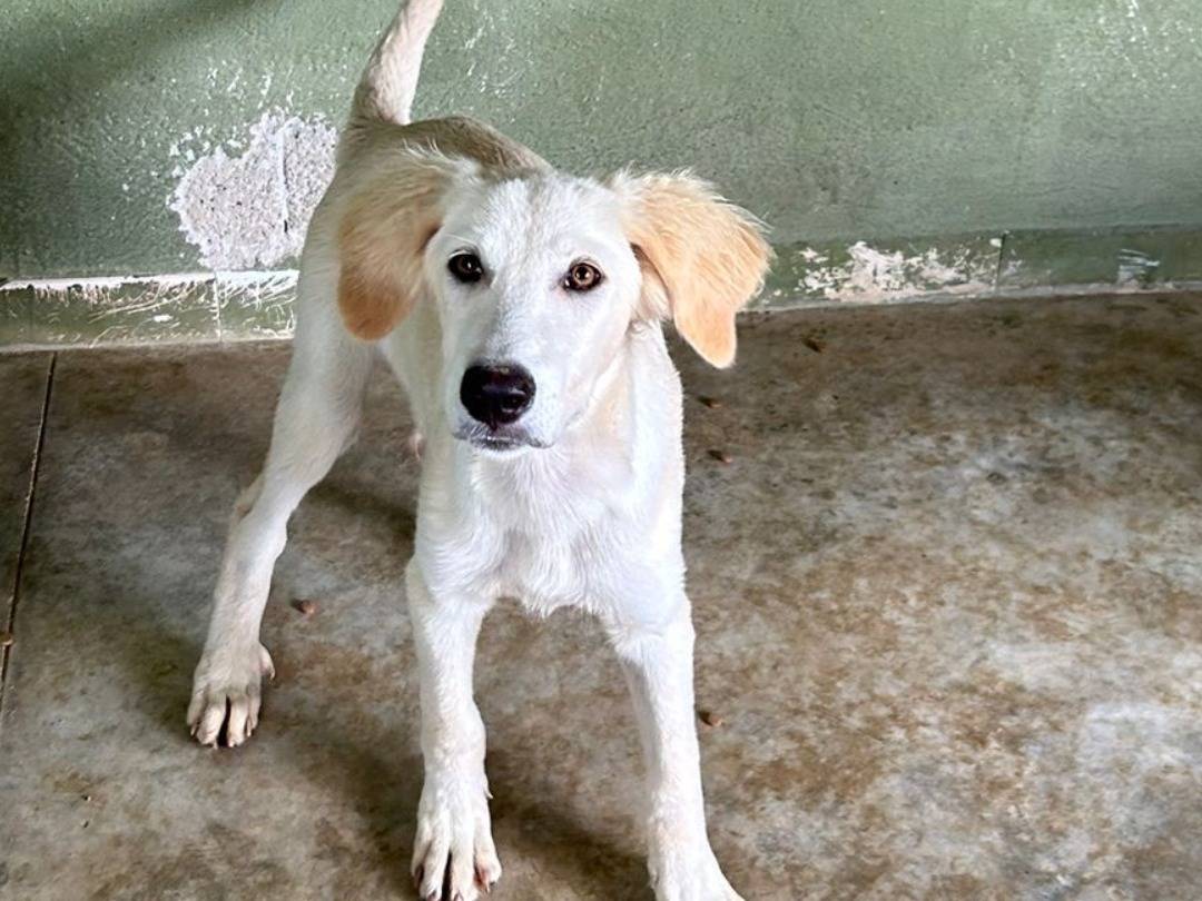 Vuoi adottare un cane a Napoli?