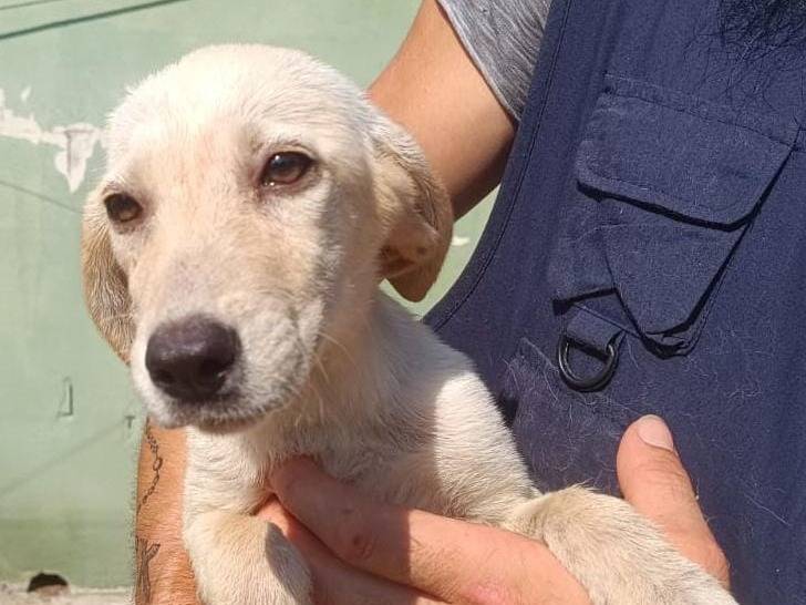 Adotta un cane, femmina, 1 anno, Caserta