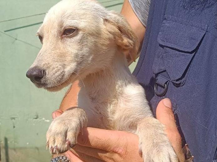 Adotta un cane, taglia media contenuta, femmina, Caserta