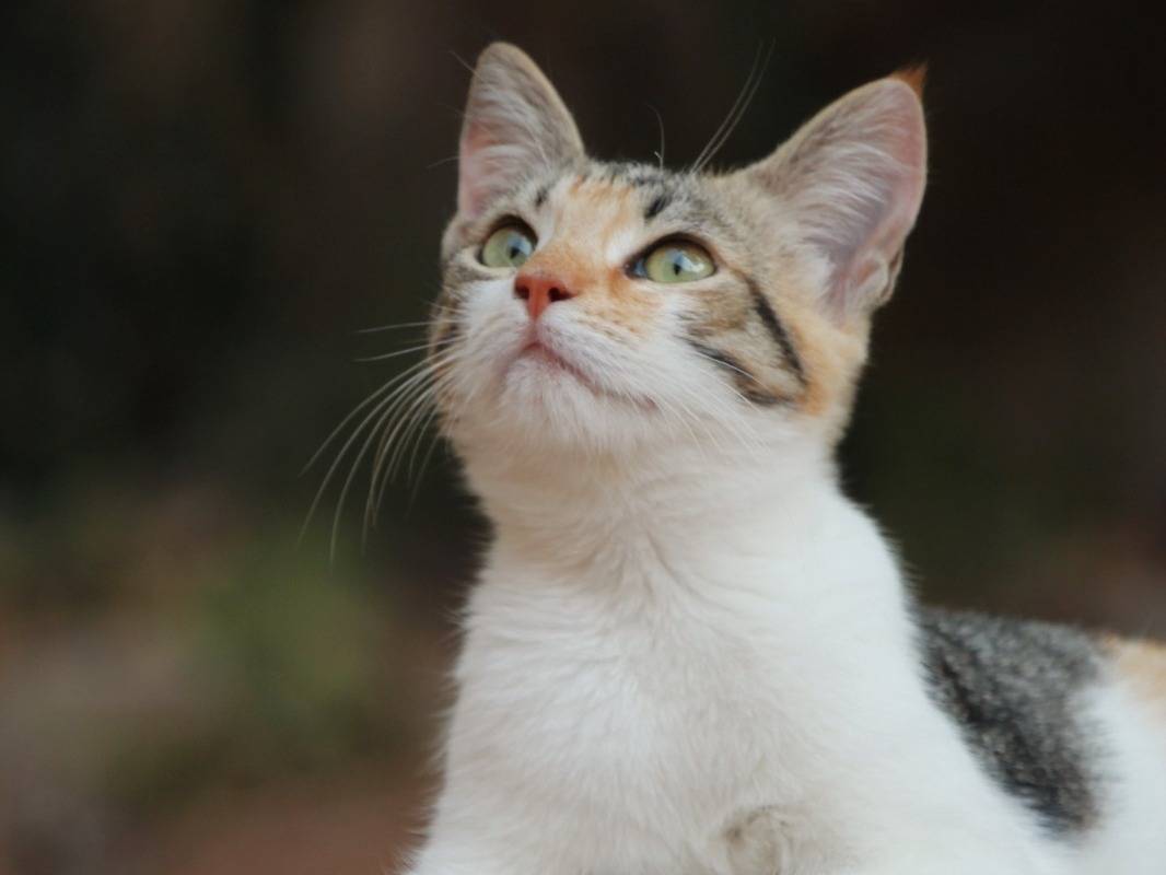 Adozione gatto, femmina, meticcio, 6 mesi, taglia non valido, Lecce