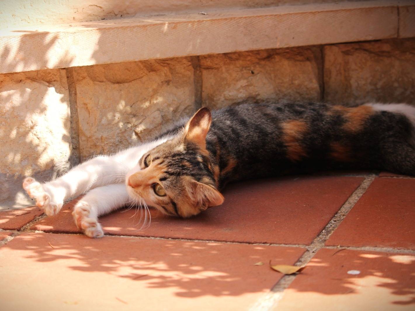 Vuoi adottare un gatto a Lecce?