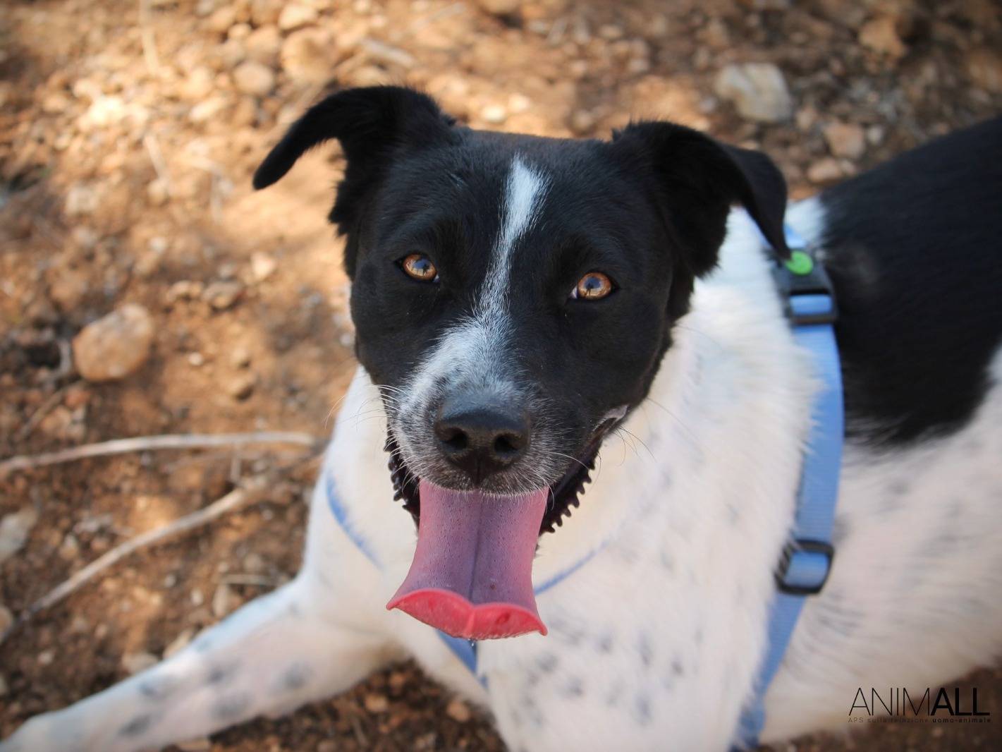 Vuoi adottare un cane a Lecce?