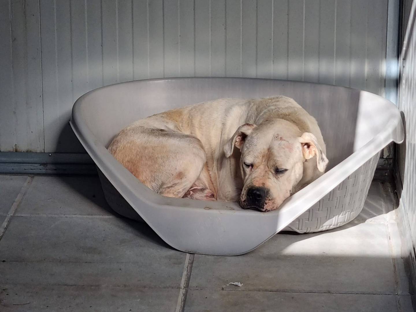 Adotta un cane, taglia grande, maschio, Bari